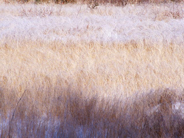 photograph, frost